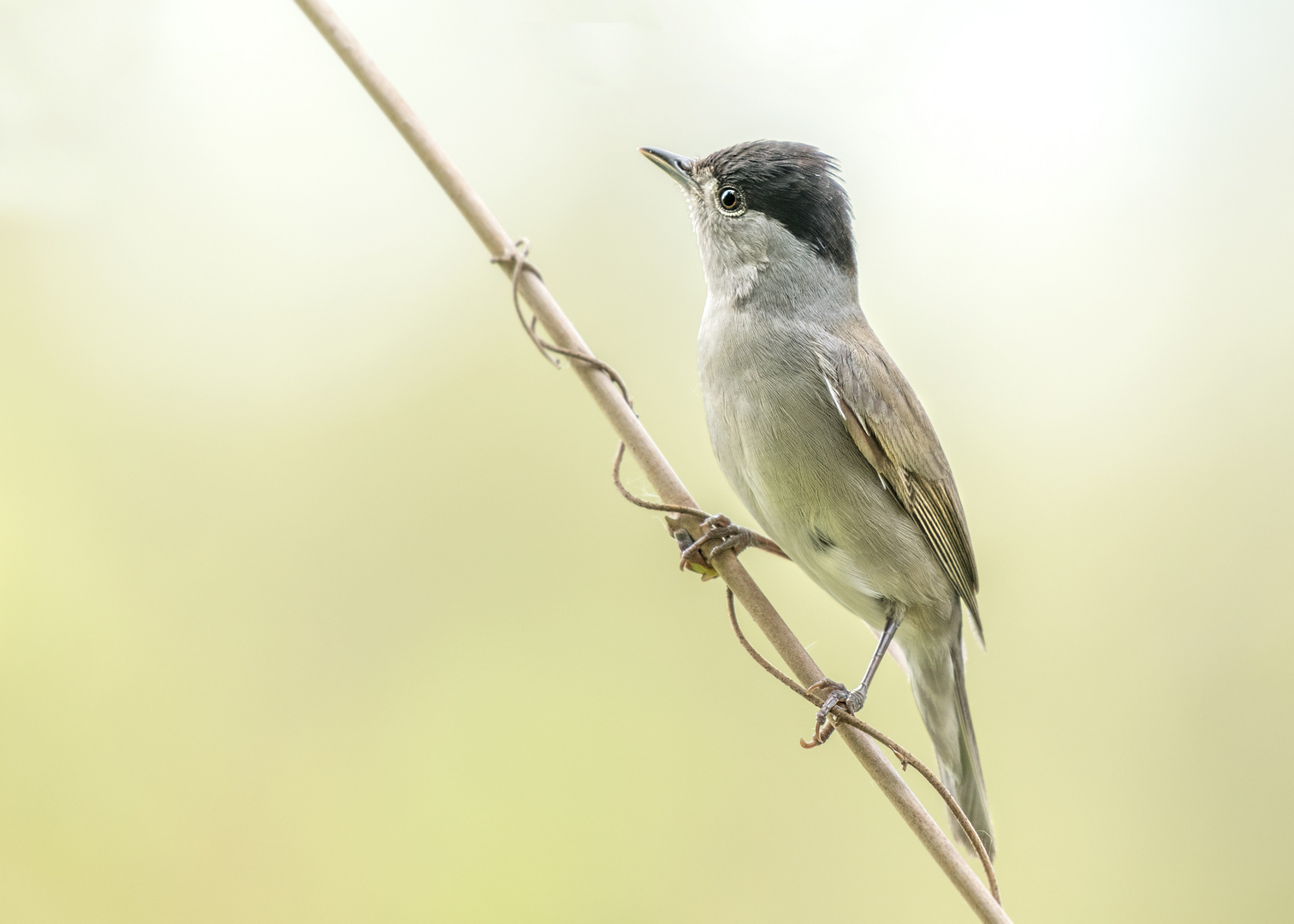 Die Mönchsgrasmücke (Sylvia atricapilla)