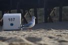 Die Möve am Strand von herborner 