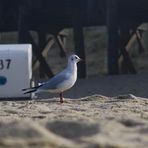 Die Möve am Strand