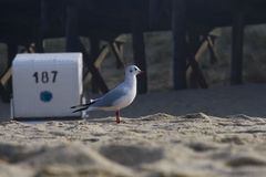 Die Möve am Strand