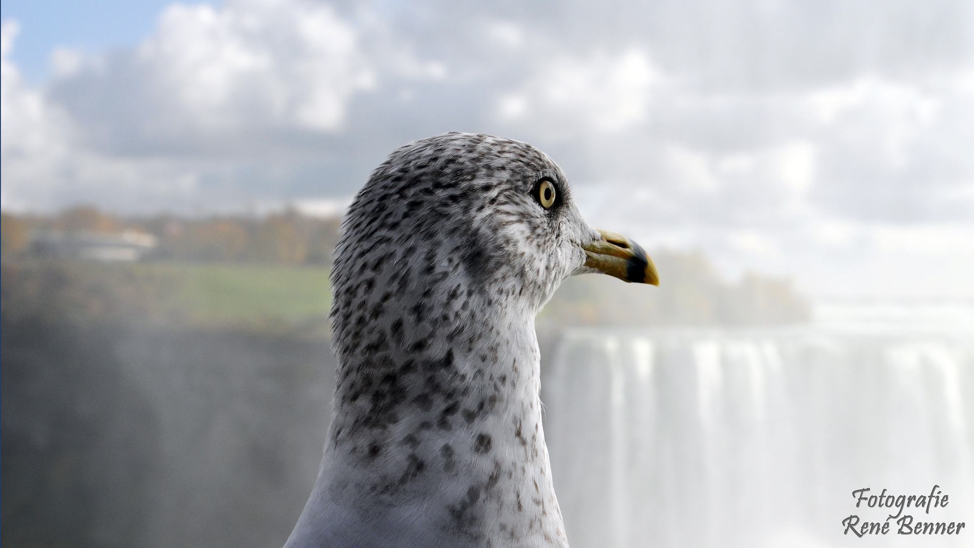 Die Möve an den Niagara Falls