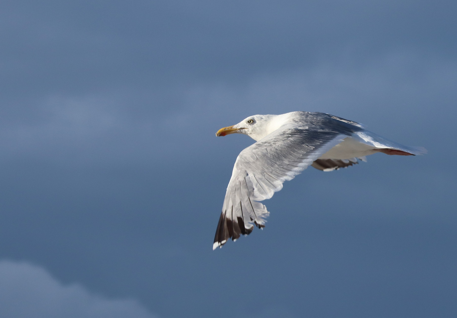 Die Möve Randy -   One day i´ll fly away