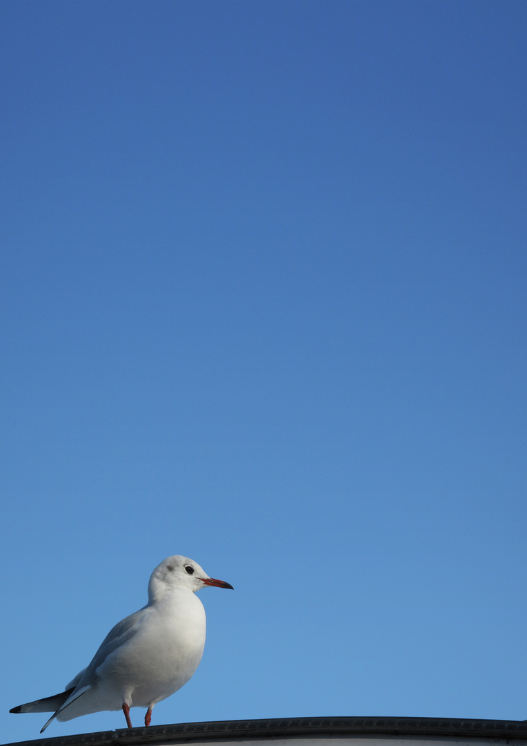 Die Möve und das Blau