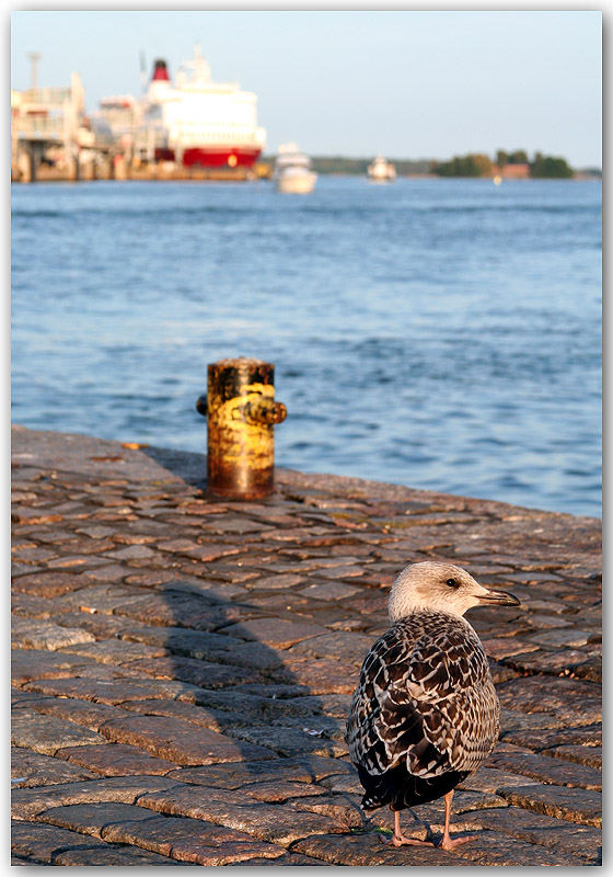 Die Möve und das Meer