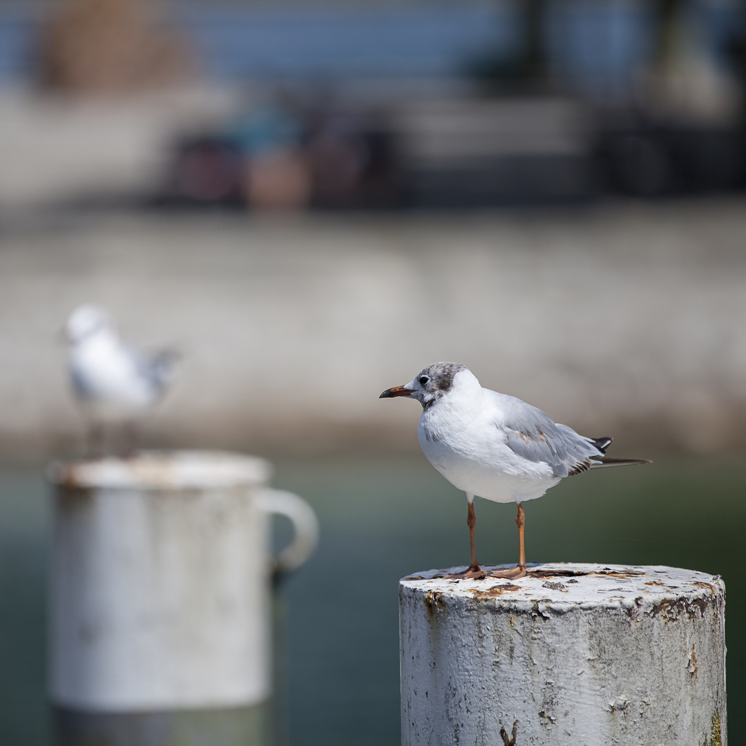 Die Möve vom Bodensee