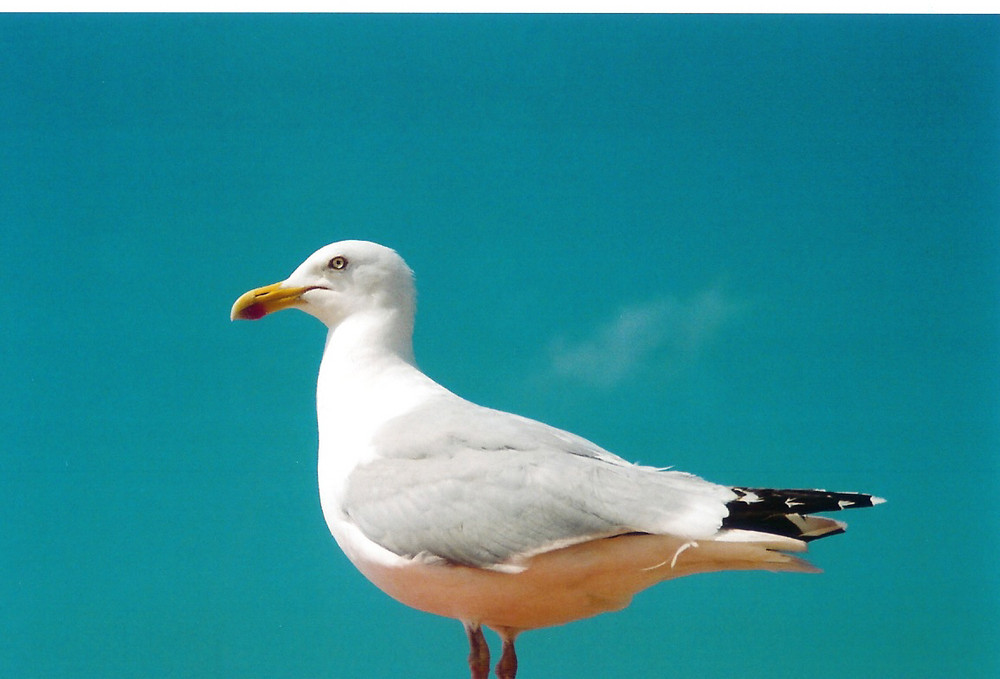 Die Möve vom Nordseestrand