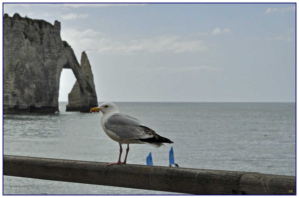 Die Möve von Étretat ...