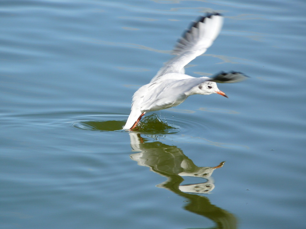 Die Möven sind schon da Foto & Bild | tiere, wildlife, wild lebende
