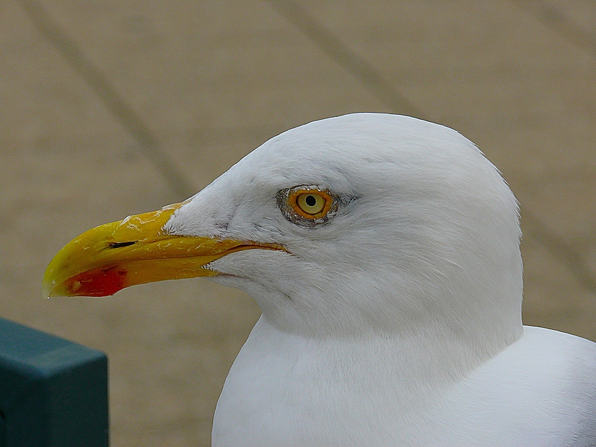 Die Möwe