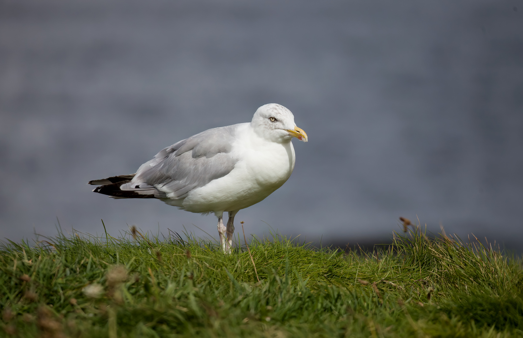 Die Möwe...