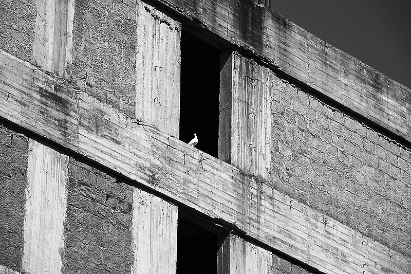 Die Möwe am Fenster