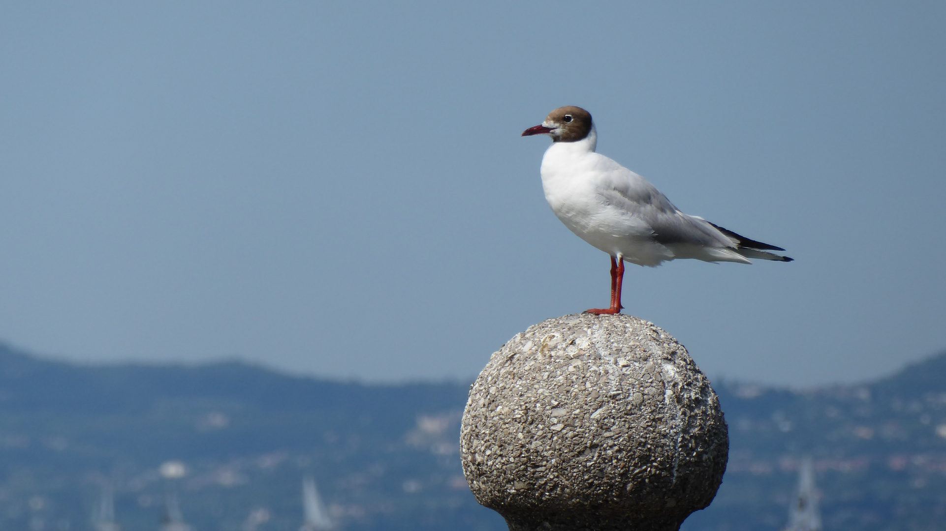 Die Möwe am Gardasee