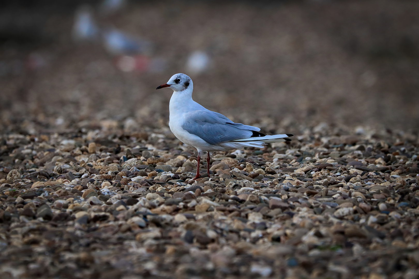 Die Möwe am Steinstrand