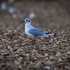 Die Möwe am Steinstrand