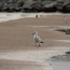 Die Möwe am Strand !