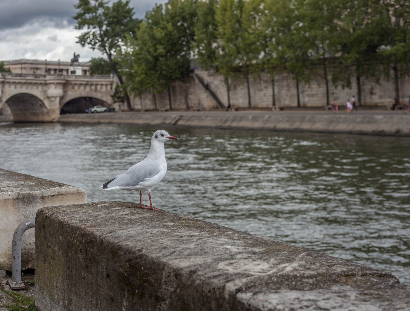 Die Möwe an der Seine