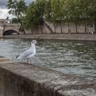 Die Möwe an der Seine