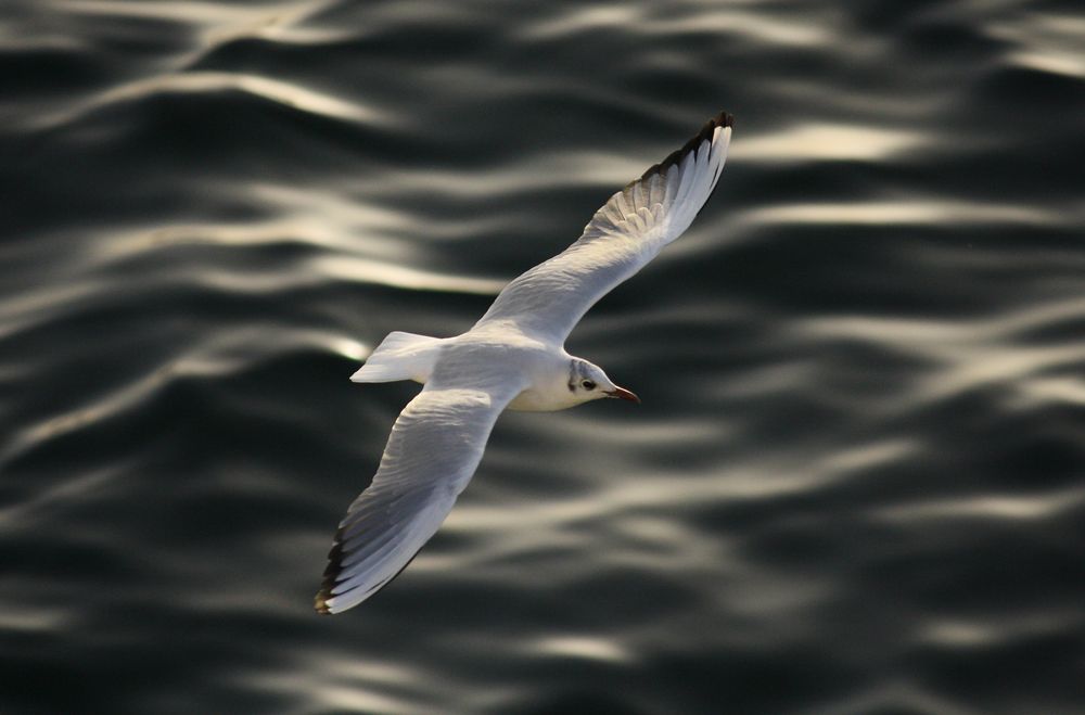 Die Möwe auf hoher See