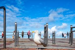 Die Möwe auf Sylt