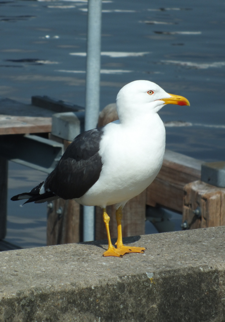 Die Möwe aus Alkmaar