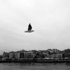 Die Möwe aus Istanbul