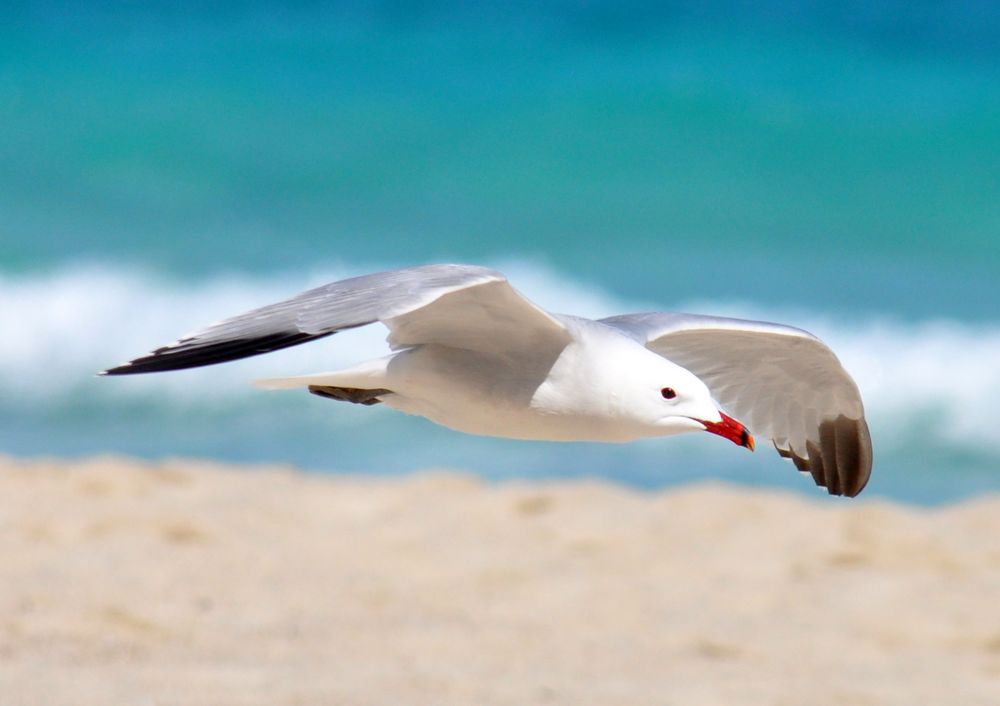 Die Möwe Foto & Bild | tiere, wildlife, wild lebende vögel Bilder auf