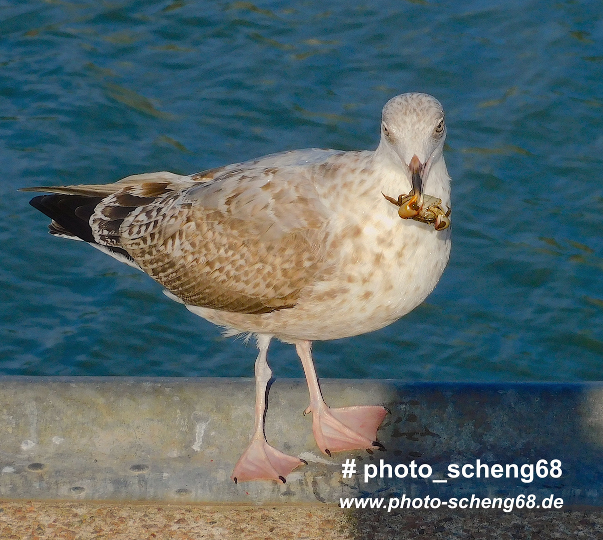 Die Möwe beim frühstücken