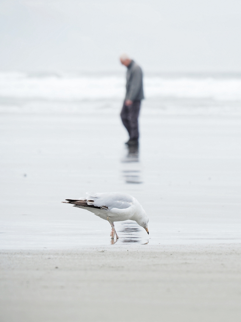 Die Möwe, der Mann und das Meer