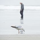 Die Möwe, der Mann und das Meer