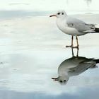 Die Möwe, die über das Wasser gehen konnte