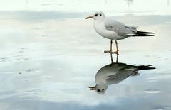 Die Möwe, die über das Wasser gehen konnte