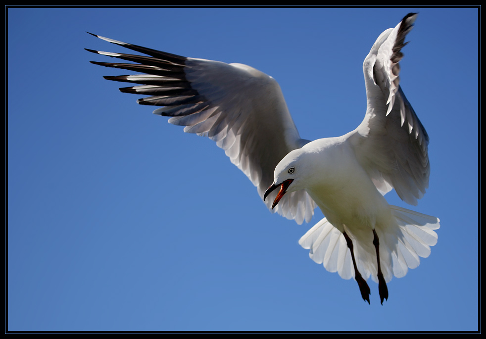 Die Möwe Foto & Bild | tiere, wildlife, wild lebende vögel Bilder auf