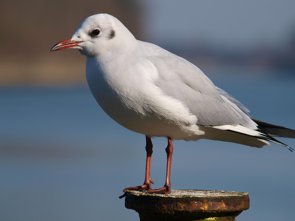 Die Möwe hat sich sehr schön in Position gesetzt ...