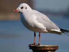 Die Möwe hat sich sehr schön in Position gesetzt ...