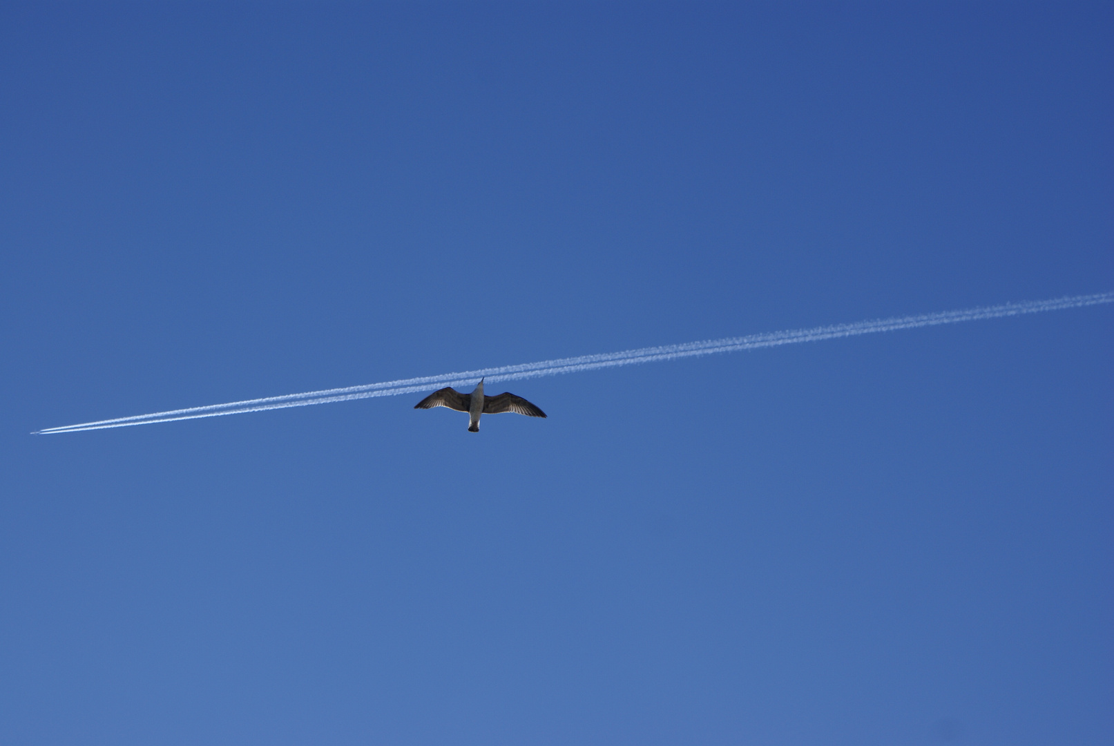 die Möwe hat wohl den Flieger verpasst