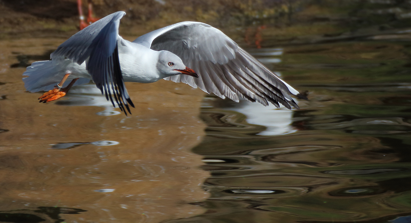 Die Möwe im Flug