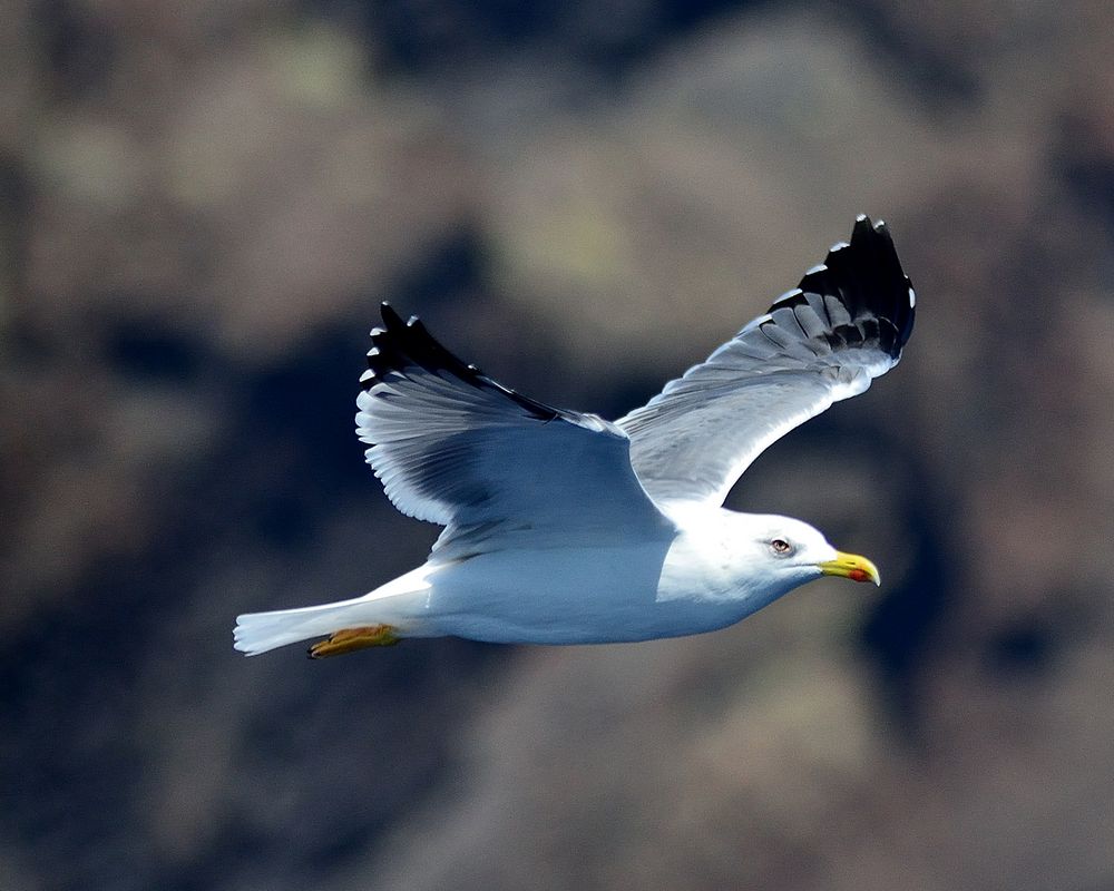 Die Möwe im Flug