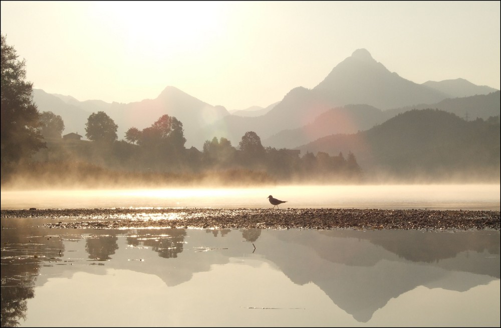 Die Möwe im Nebel