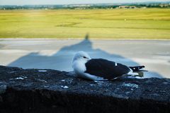 Die Möwe im Schatten vom Mont-Saint-Michel