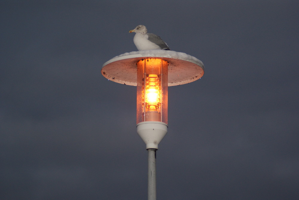 Die Möwe in der Abenddämmerung