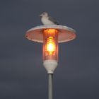 Die Möwe in der Abenddämmerung