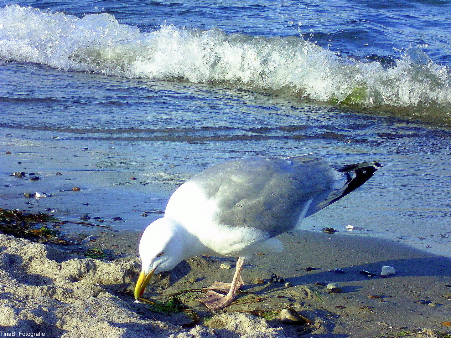 Die Möwe Jonathan