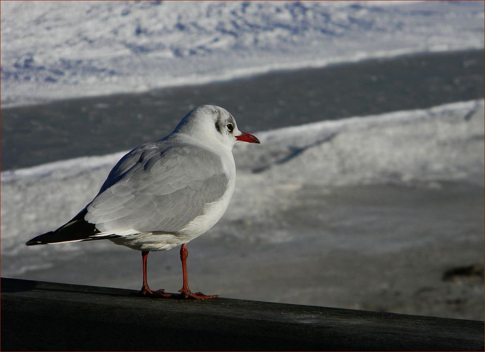 ~ Die Möwe Jonathan ~