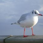 Die Möwe Jonathan an der Nordsee