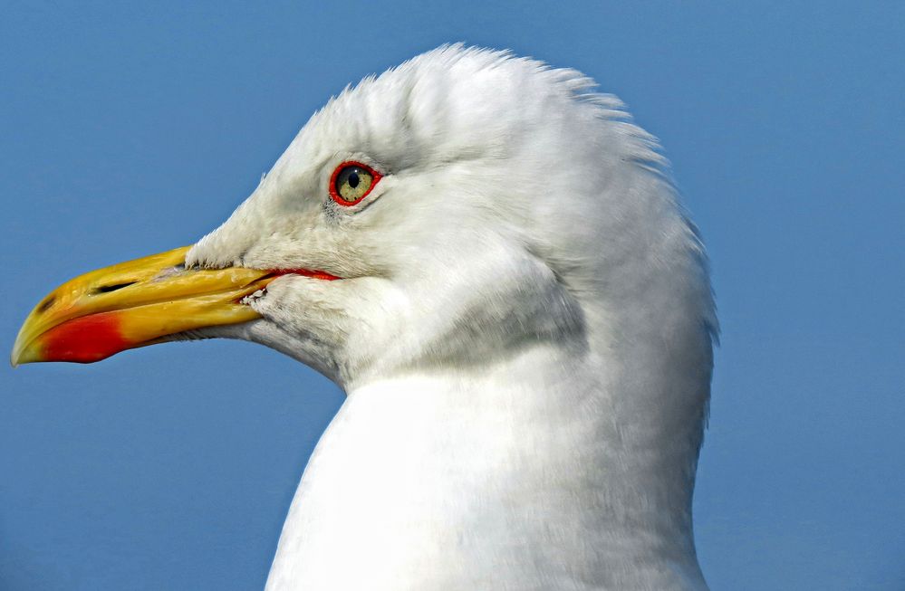 Die Möwe "Jonathan"