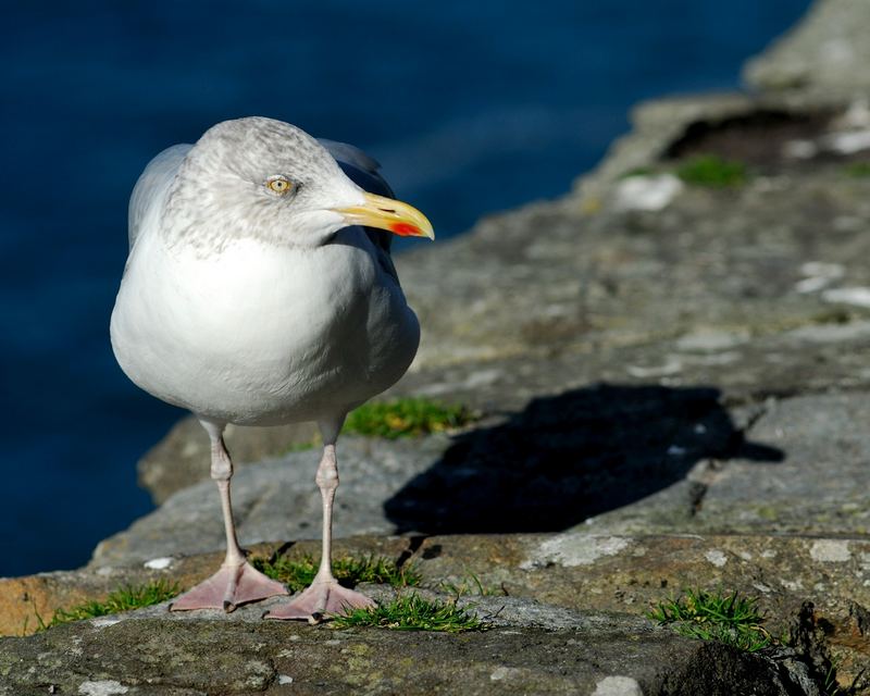 Die Möwe Jonathan