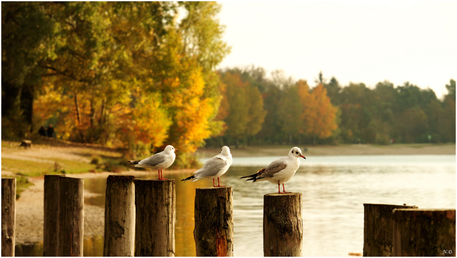 die Möwe Jonathan mit Freunden am herbstlichen Augsburger Kuhsee