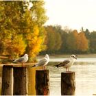 die Möwe Jonathan mit Freunden am herbstlichen Augsburger Kuhsee