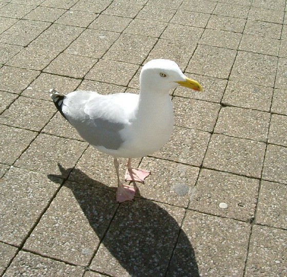 Die Möwe mit dem bösen Blick