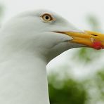 Die Möwe mit dem strengen Blick...